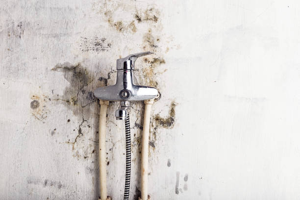 Best Black Mold Remediation in Lake Wazeecha, WI