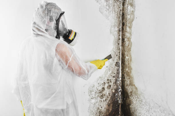 Best DIY Mold Remediation Support Services in Lake Wazeecha, WI