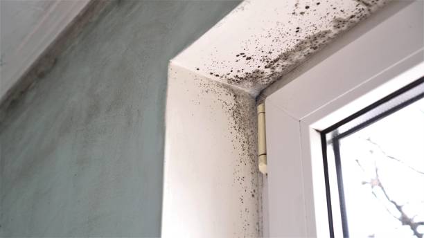 Best Mold Testing and Inspection Services in Lake Wazeecha, WI