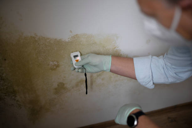 Best Crawl Space Mold Remediation in Lake Wazeecha, WI