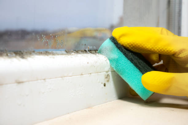 Lake Wazeecha, WI Mold Remediation Company