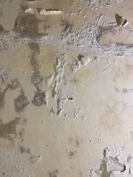 Best Kitchen Mold Remediation in Lake Wazeecha, WI