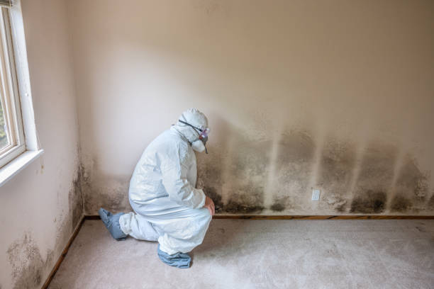 Best Post-Flood Mold Remediation in Lake Wazeecha, WI