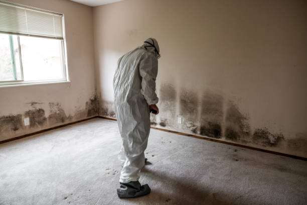 Best Attic Mold Remediation in Lake Wazeecha, WI