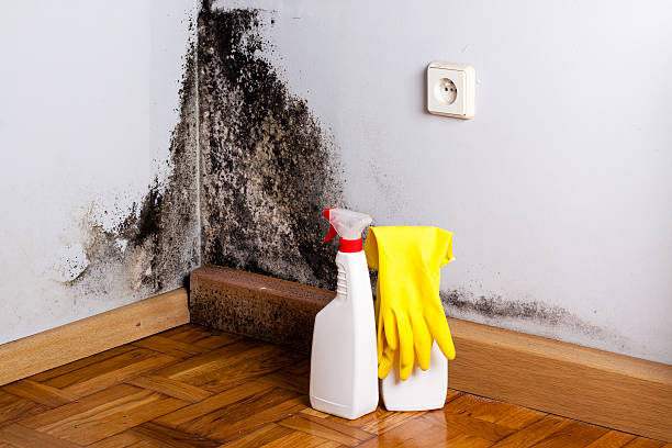 Best Crawl Space Mold Remediation in Lake Wazeecha, WI