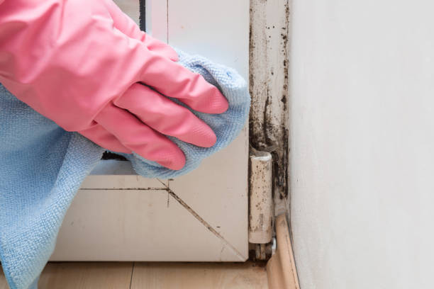 Best Attic Mold Remediation in Lake Wazeecha, WI